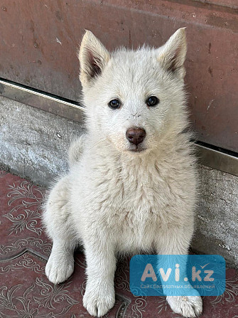 Щенки Лайки Алматы - изображение 1