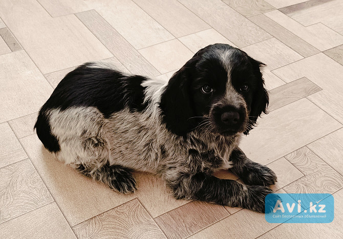 Продаются щенки русского спаниеля. Мальчики Караганда - изображение 1