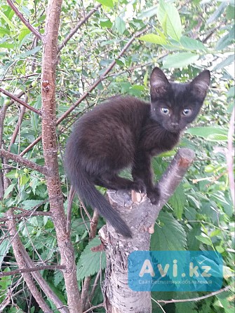 Милые котята разного окраса Усть-Каменогорск - изображение 1