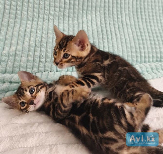 Бенгалькие котята Алматы - изображение 1
