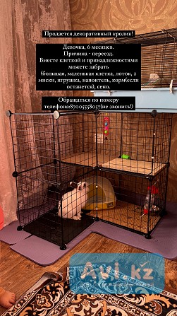 Продаю кролика декоративного Караганда - изображение 1