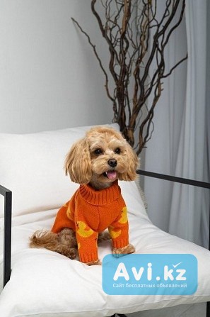 Производитель одежды и аксессуаров для животных TM Dogs Bomba приглашает к сотрудничеству Астана - изображение 1