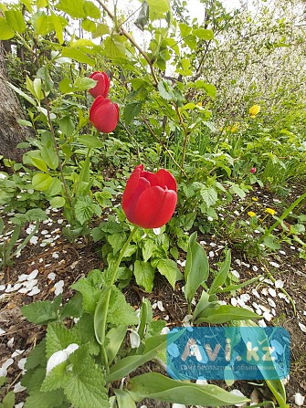 Продам землю под садоводство Костанай - изображение 1