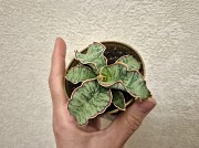 Сансевьерия Кирки сильвер блю молодое растение - детка Алматы