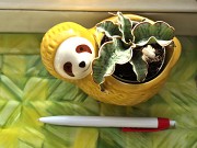 Сансевьерия Кирки сильвер блю молодое растение - детка Алматы