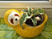 Сансевьерия Кирки сильвер блю молодое растение - детка Алматы