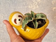 Сансевьерия Кирки сильвер блю молодое растение - детка Алматы