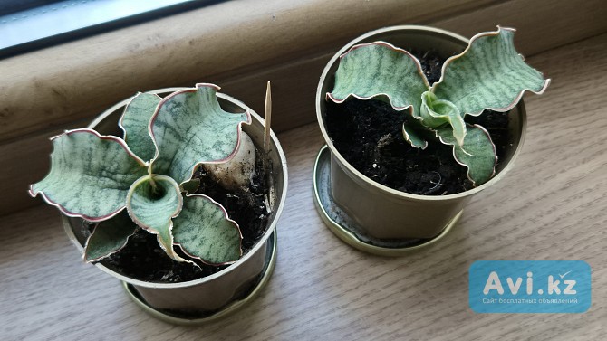 Сансевьерия Кирки сильвер блю молодое растение - детка Алматы - изображение 1