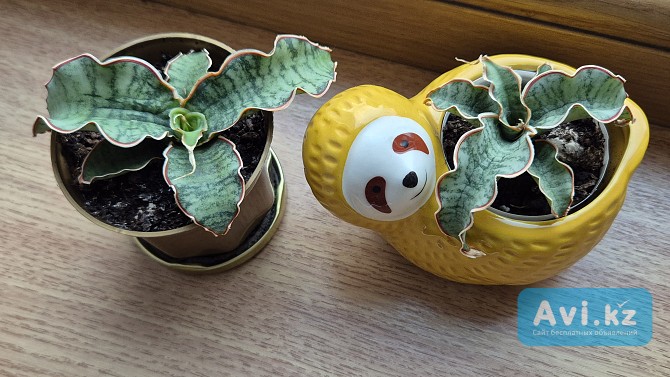 Сансевьерия Кирки сильвер блю молодое растение - детка Алматы - изображение 1