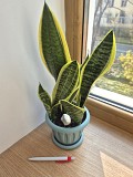 Комнатное растение Сансевиерия Лауренти 3 растени в горшке Алматы