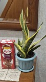 Комнатное растение Сансевиерия Лауренти 3 растени в горшке Алматы