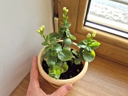 Каланхоэ Розалина махровая розовая начало цветения Алматы