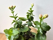 Каланхоэ Розалина махровая розовая начало цветения Алматы