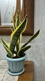 Комнатное растение Сансевиерия Лауренти 3 растени в горшке Алматы