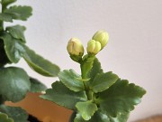 Каланхоэ Розалина махровая розовая начало цветения Алматы