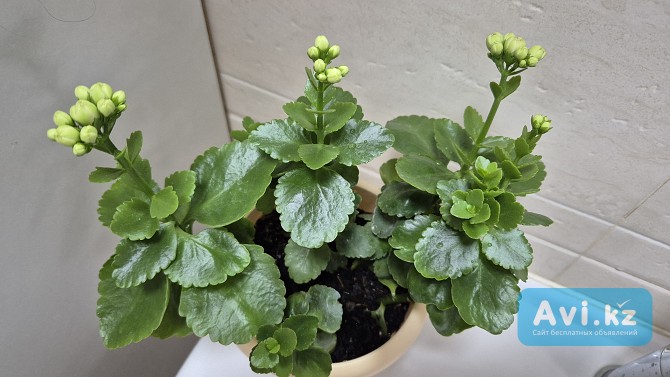 Каланхоэ Розалина махровая розовая начало цветения Алматы - изображение 1