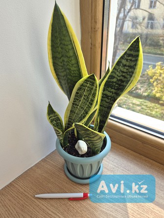Комнатное растение Сансевиерия Лауренти 3 растени в горшке Алматы - изображение 1