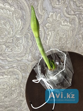 Экзотическое растение Гиппеаструм-амариллис в воске Алматы - изображение 1