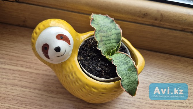 Сансевьерия Кирки сильвер блю молодая детка Алматы - изображение 1