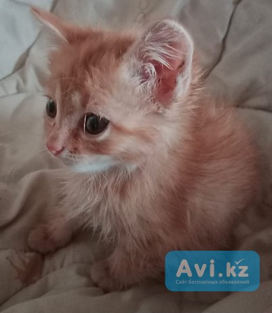 Котята отдам в добрые руки Усть-Каменогорск - изображение 1