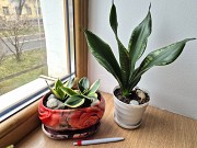 Сортовая сансевьерия Уитни Муншайн и Крео комнатные цветы Алматы