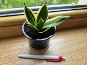 Сортовая сансевьерия Крео комнатные цветы Алматы