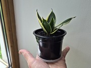 Сортовая сансевьерия Крео комнатные цветы Алматы