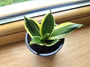 Сортовая сансевьерия Крео комнатные цветы Алматы