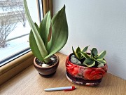 Сортовая сансевьерия Уитни Муншайн и Крео комнатные цветы Алматы