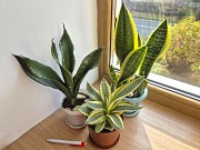 Сортовая сансевьерия Уитни Голден ханни и Лауренти комнатные цветы Алматы