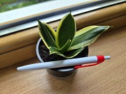 Сортовая сансевьерия Крео комнатные цветы Алматы