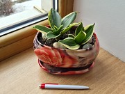 Сортовая сансевьерия Крео комнатные цветы Алматы