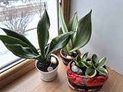 Сортовая сансевьерия Уитни Муншайн и Крео комнатные цветы Алматы