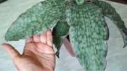 Сортовая сансевьерия Кирки сивьвер блю комнатные цветы Алматы