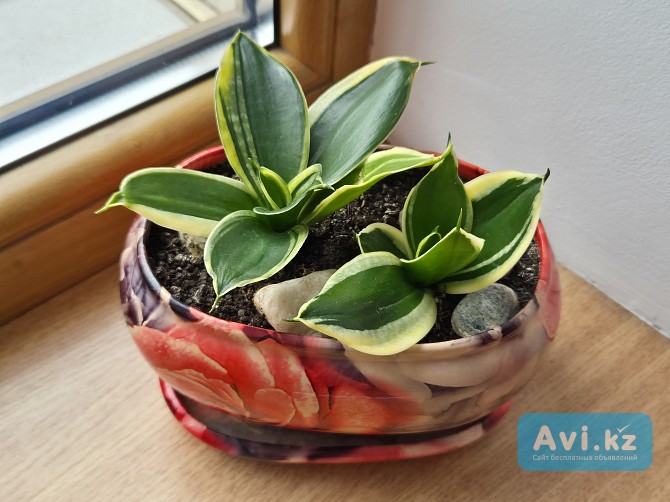 Сортовая сансевьерия Крео комнатные цветы Алматы - изображение 1