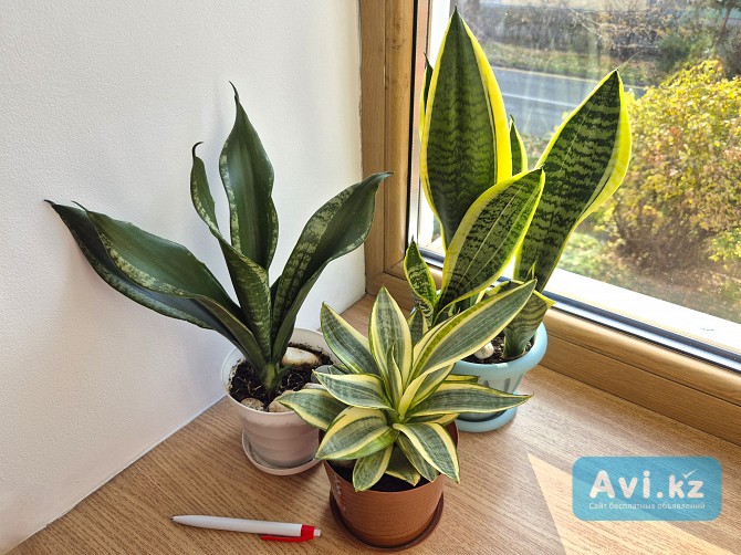 Сортовая сансевьерия Уитни Голден ханни и Лауренти комнатные цветы Алматы - изображение 1