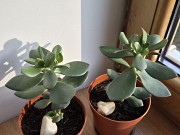 Комнатное растение живое Денежное дерево (крассула) 90см Алматы