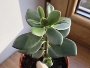 Комнатное растение живое Денежное дерево (крассула) 90см Алматы