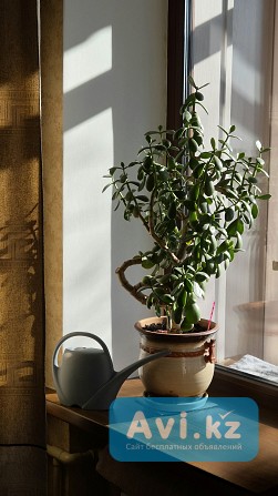 Комнатное растение живое Денежное дерево (крассула) 90см Алматы - изображение 1