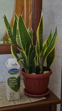 Сансевиерия Лауренти 5-6 растений в горшке Алматы