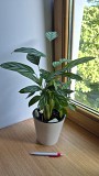 Калатея Фредди молодое растение цветы Алматы