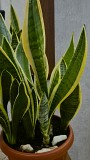 Сансевиерия Лауренти 5-6 растений в горшке Алматы