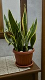 Сансевиерия Лауренти 5-6 растений в горшке Алматы