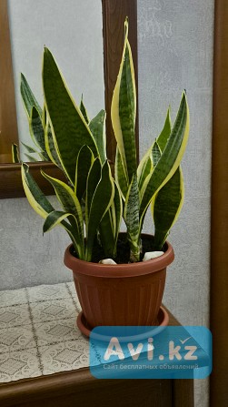 Сансевиерия Лауренти 5-6 растений в горшке Алматы - изображение 1