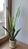 Сансевьерия Муншайн высокое светлое растение 80см Алматы