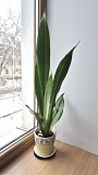 Сансевьерия Муншайн высокое светлое растение 80см Алматы
