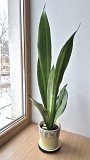 Сансевьерия Муншайн высокое светлое растение 80см Алматы