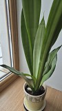 Сансевьерия Муншайн высокое светлое растение 80см Алматы