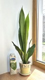 Сансевьерия Муншайн высокое светлое растение 80см Алматы