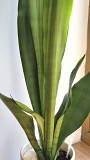 Сансевьерия Муншайн высокое светлое растение 80см Алматы